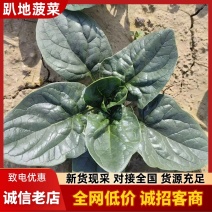 红根趴地菠菜产地直销量大从优可视频看货对接全国各地客商