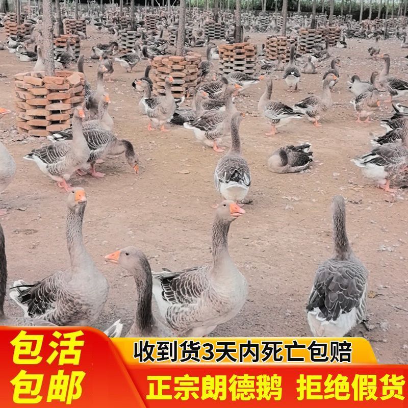 郎德鹅苗，红嘴雁鹅苗满1000送50只
