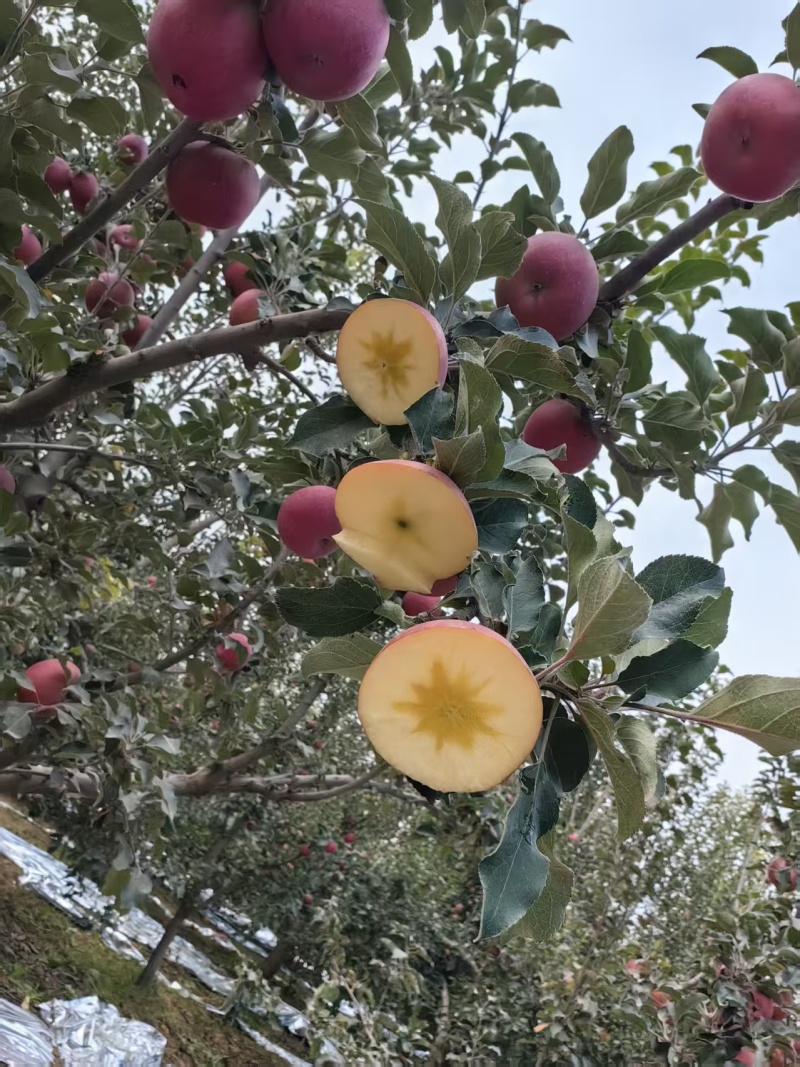 自有果园种植的新疆阿克苏苹果注册商标恒扬美
