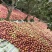 自有果园种植的新疆阿克苏苹果注册商标恒扬美
