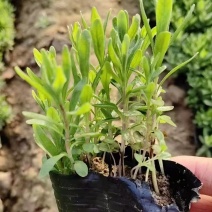 绿化苗木薰衣草批发基地！耐寒耐旱的特性适合庭院公园等