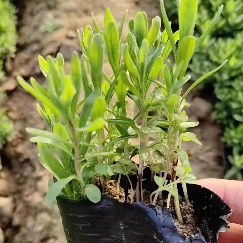 绿化苗木薰衣草批发基地！耐寒耐旱的特性适合庭院公园等