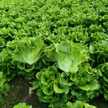 精品意大利生菜货源充足量大从优质量保证欢迎咨询