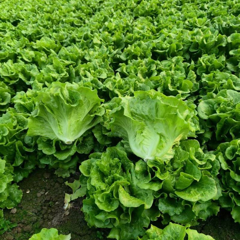 精品意大利生菜货源充足量大从优质量保证欢迎咨询