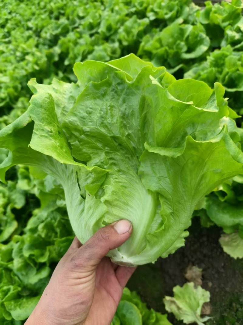 精品意大利生菜货源充足量大从优质量保证欢迎咨询