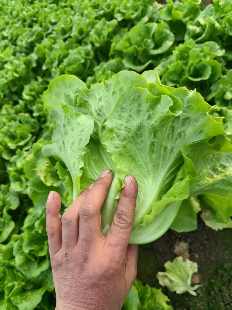 精品意大利生菜货源充足量大从优质量保证欢迎咨询