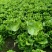精品意大利生菜货源充足量大从优质量保证欢迎咨询