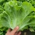 精品意大利生菜货源充足量大从优质量保证欢迎咨询