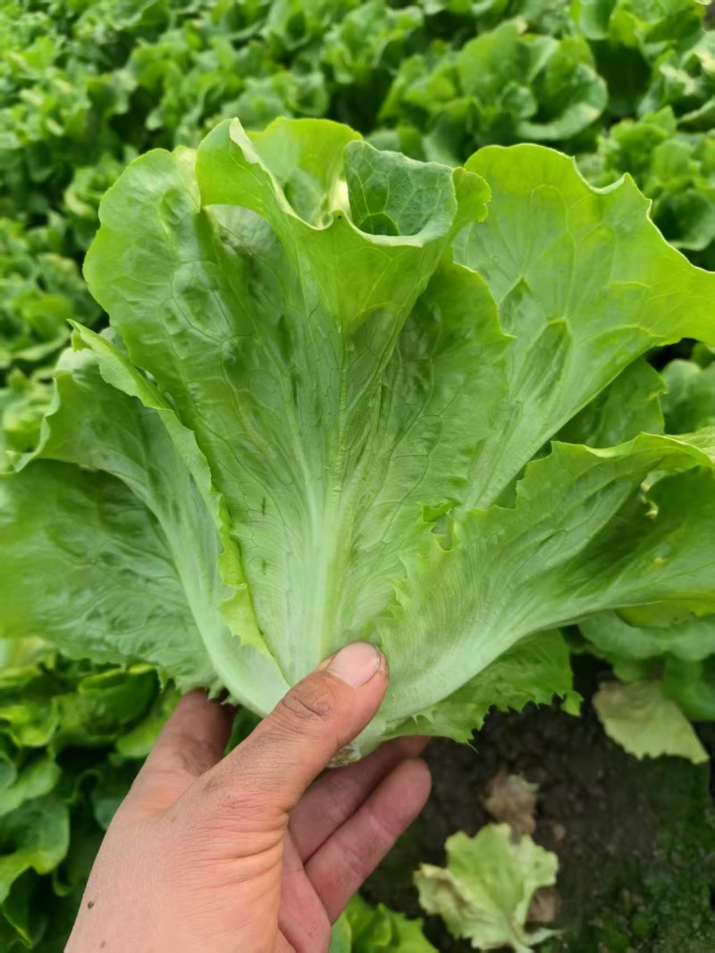 精品意大利生菜货源充足量大从优质量保证欢迎咨询