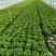 精品意大利生菜货源充足量大从优质量保证欢迎咨询