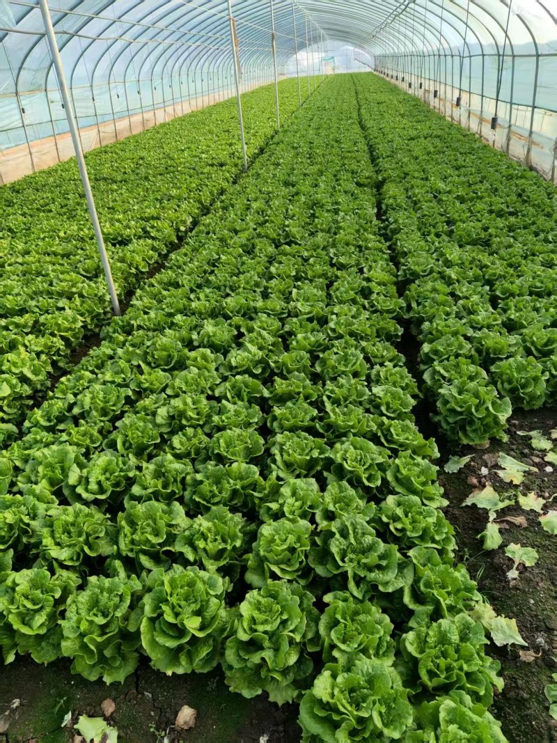 精品意大利生菜货源充足量大从优质量保证欢迎咨询