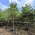 2512花木基地供应枫香树榕器苗2-10cm枫树