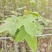 2512花木基地供应枫香树榕器苗2-10cm枫树