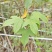 2512花木基地供应枫香树榕器苗2-10cm枫树