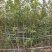 2512花木基地供应枫香树榕器苗2-10cm枫树