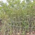 2512花木基地供应枫香树榕器苗2-10cm枫树