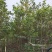 2512花木基地供应枫香树榕器苗2-10cm枫树