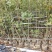 2512花木基地供应枫香树榕器苗2-10cm枫树