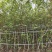 2512花木基地供应枫香树榕器苗2-10cm枫树