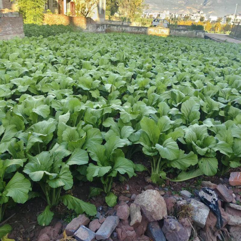 大苦菜产地一手货源量大优惠，对接全国市场电商平台