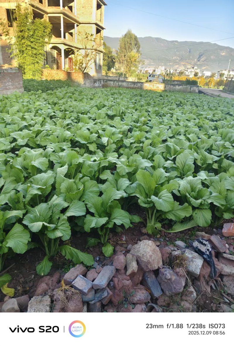 大苦菜产地一手货源量大优惠，对接全国市场电商平台