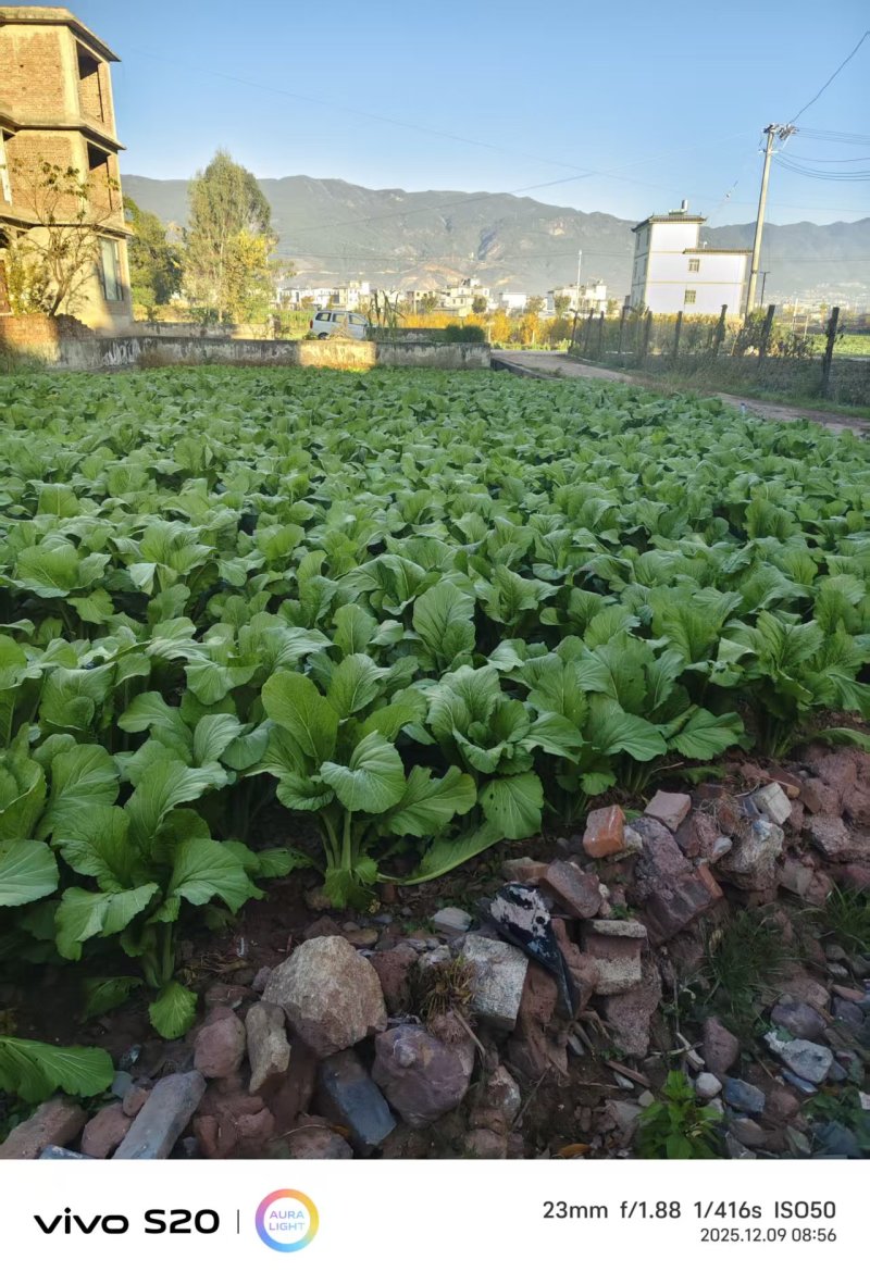 大苦菜产地一手货源量大优惠，对接全国市场电商平台