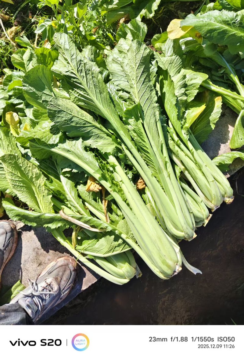 大苦菜产地一手货源量大优惠，对接全国市场电商平台