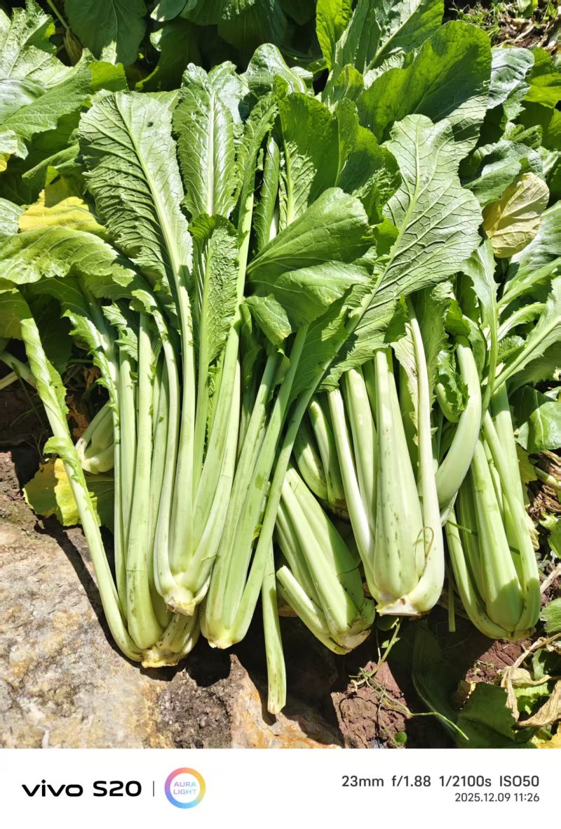 大苦菜产地一手货源量大优惠，对接全国市场电商平台