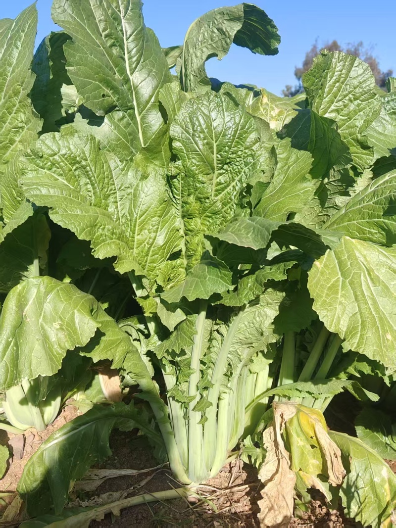 大苦菜产地一手货源量大优惠，对接全国市场电商平台