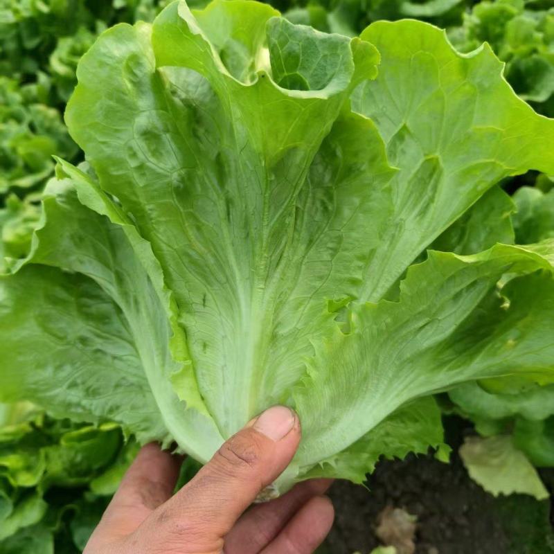 意大利生菜，常年产销优质生菜日产10吨欢迎。