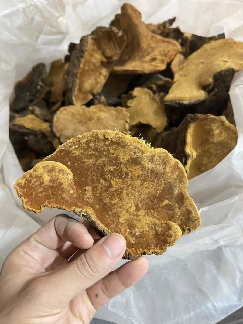 包邮西藏野生岩桑树桑黄正品金边桑黄灵芝整朵1000克起发