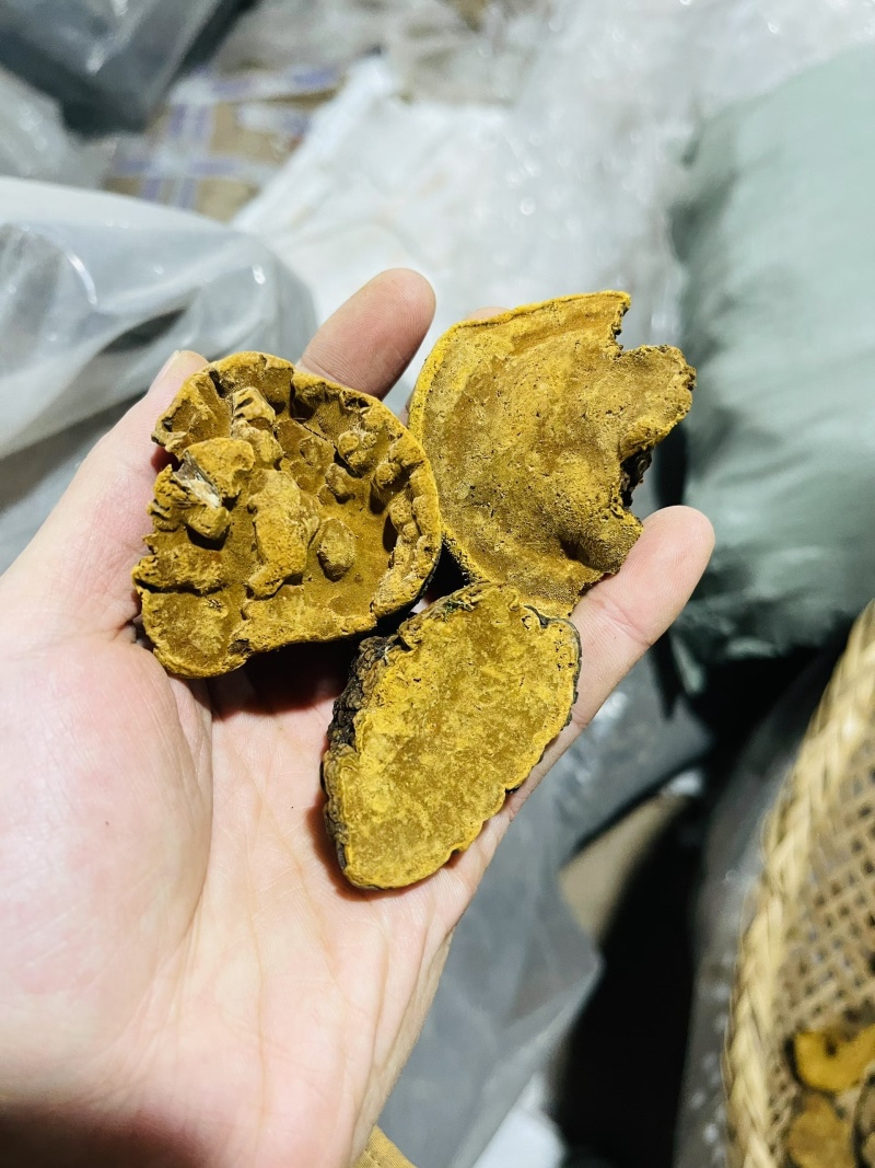 包邮西藏野生岩桑树桑黄正品金边桑黄灵芝整朵1000克起发