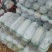 白粉皮毛节瓜（小米冬瓜）大量上市工厂货市场货大量供应