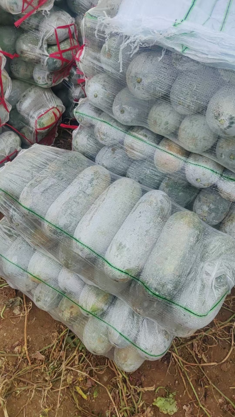 白粉皮毛节瓜（小米冬瓜）大量上市工厂货市场货大量供应