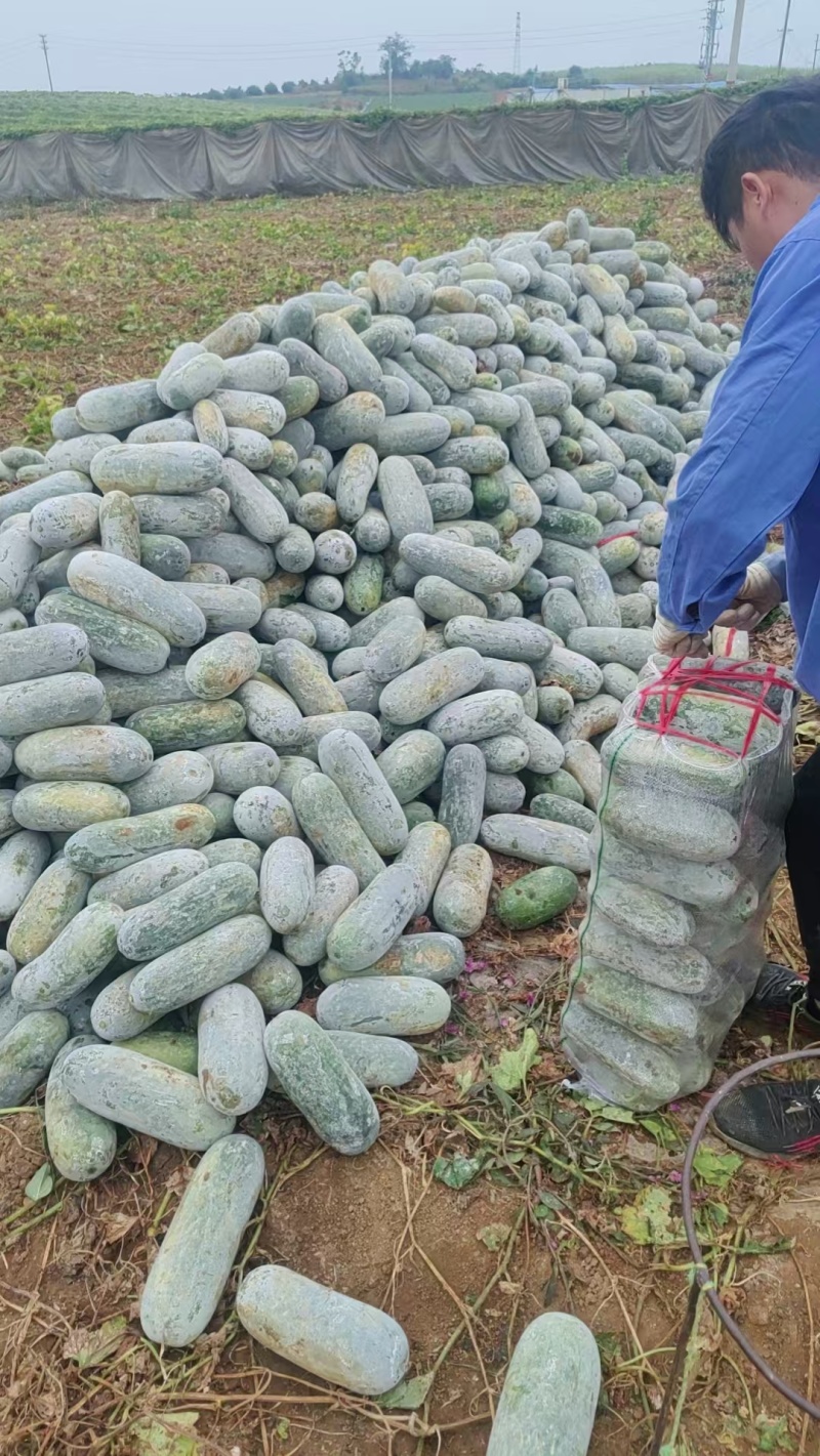 白粉皮毛节瓜（小米冬瓜）大量上市工厂货市场货大量供应