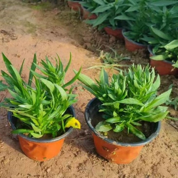 绿化苗木丹麦翠菊基地！提供栽植售后服务