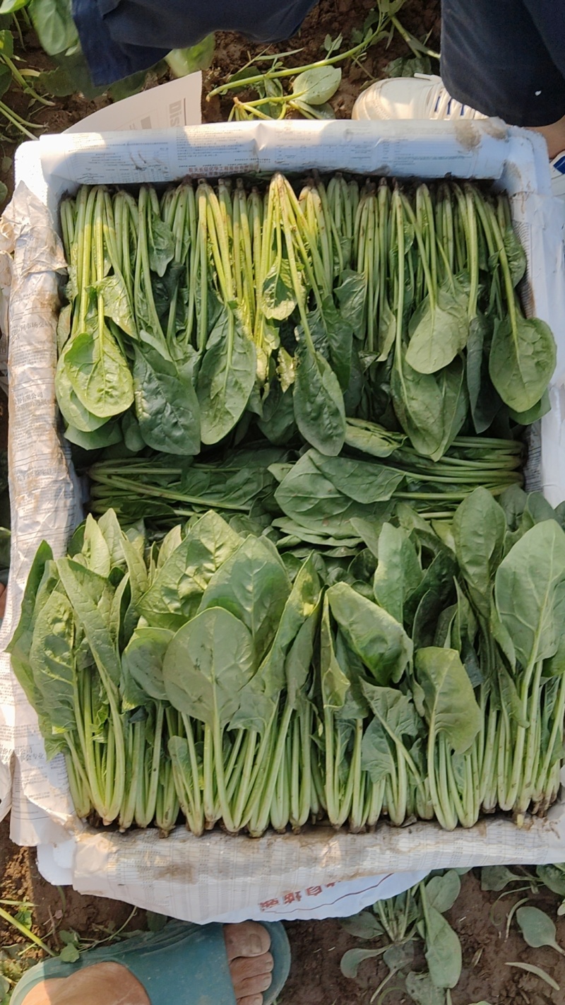 精品菠菜