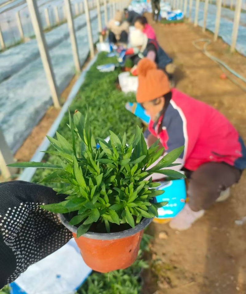 绿化苗木丹麦翠菊基地！提供栽植售后服务