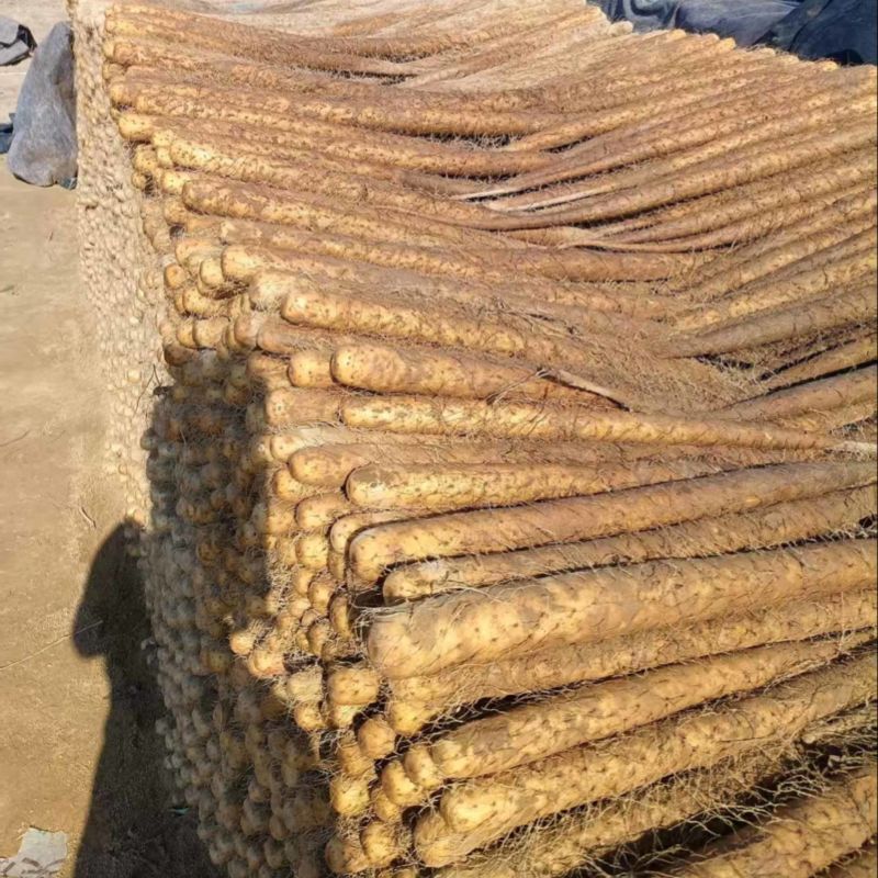 精品双棒山药规格齐全价格不等进店联系质量保证