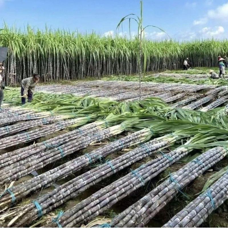 黑皮甘蔗产地直供大量上市品质保证价格优惠全国发货