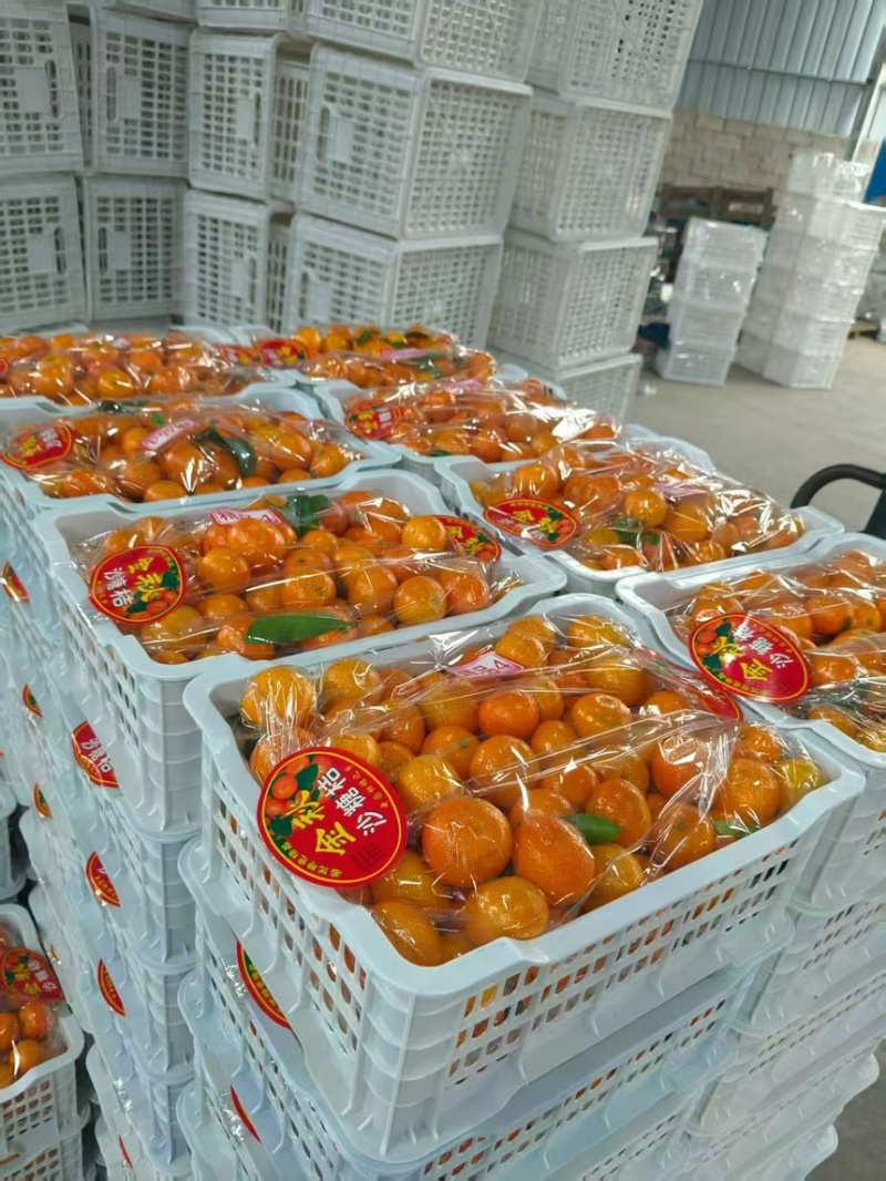 广西沙糖桔好吃不贵纯甜无渣支持电商各大平台