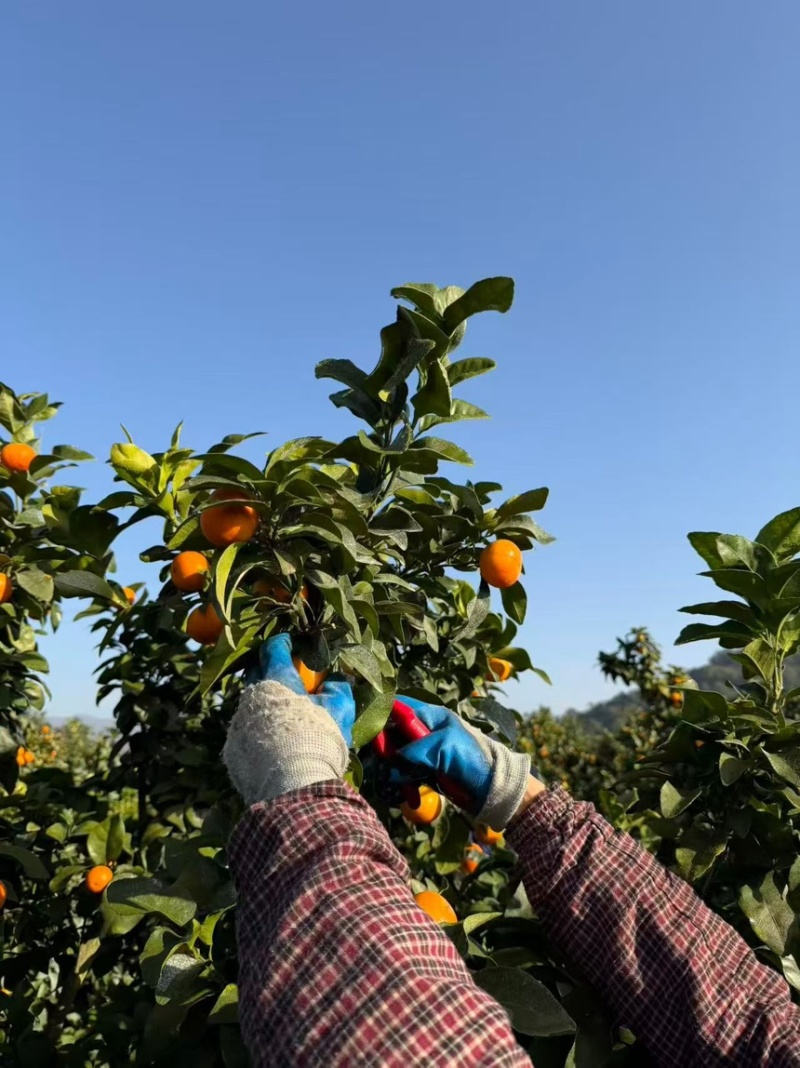 广西沙糖桔好吃不贵纯甜无渣支持电商各大平台