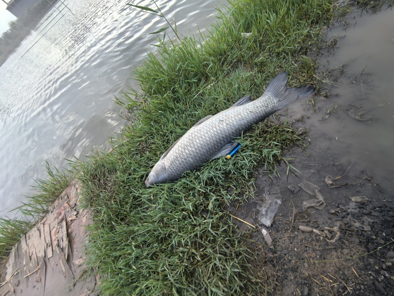 青鱼10-30各种规格都有活鱼现捞常年供货欢迎来电