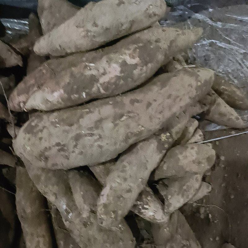 哈密红薯