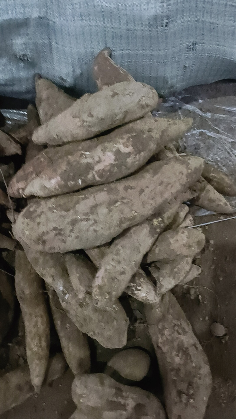 哈密红薯