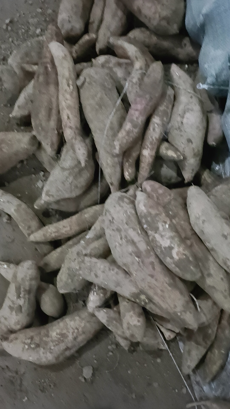 哈密红薯