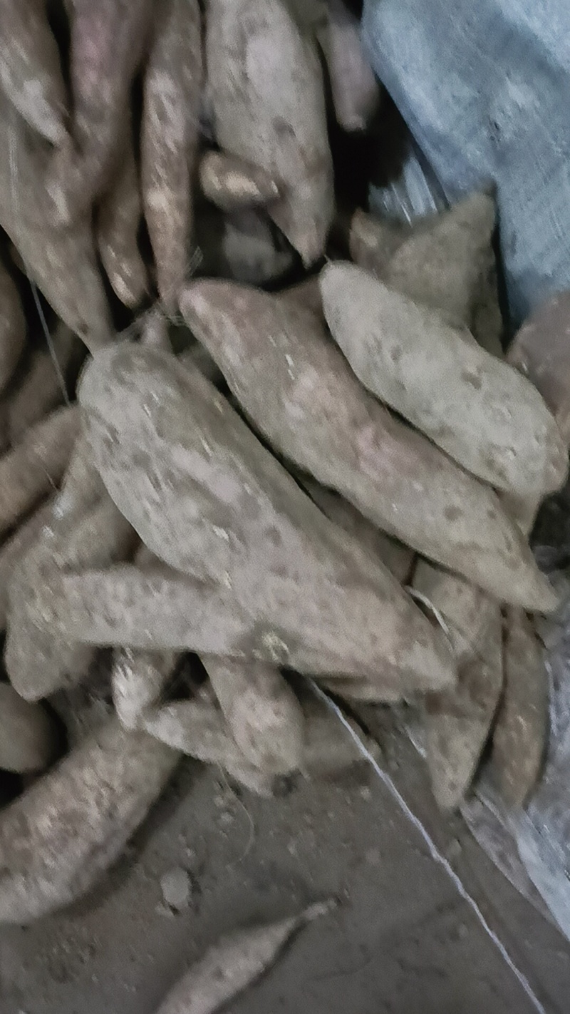 哈密红薯