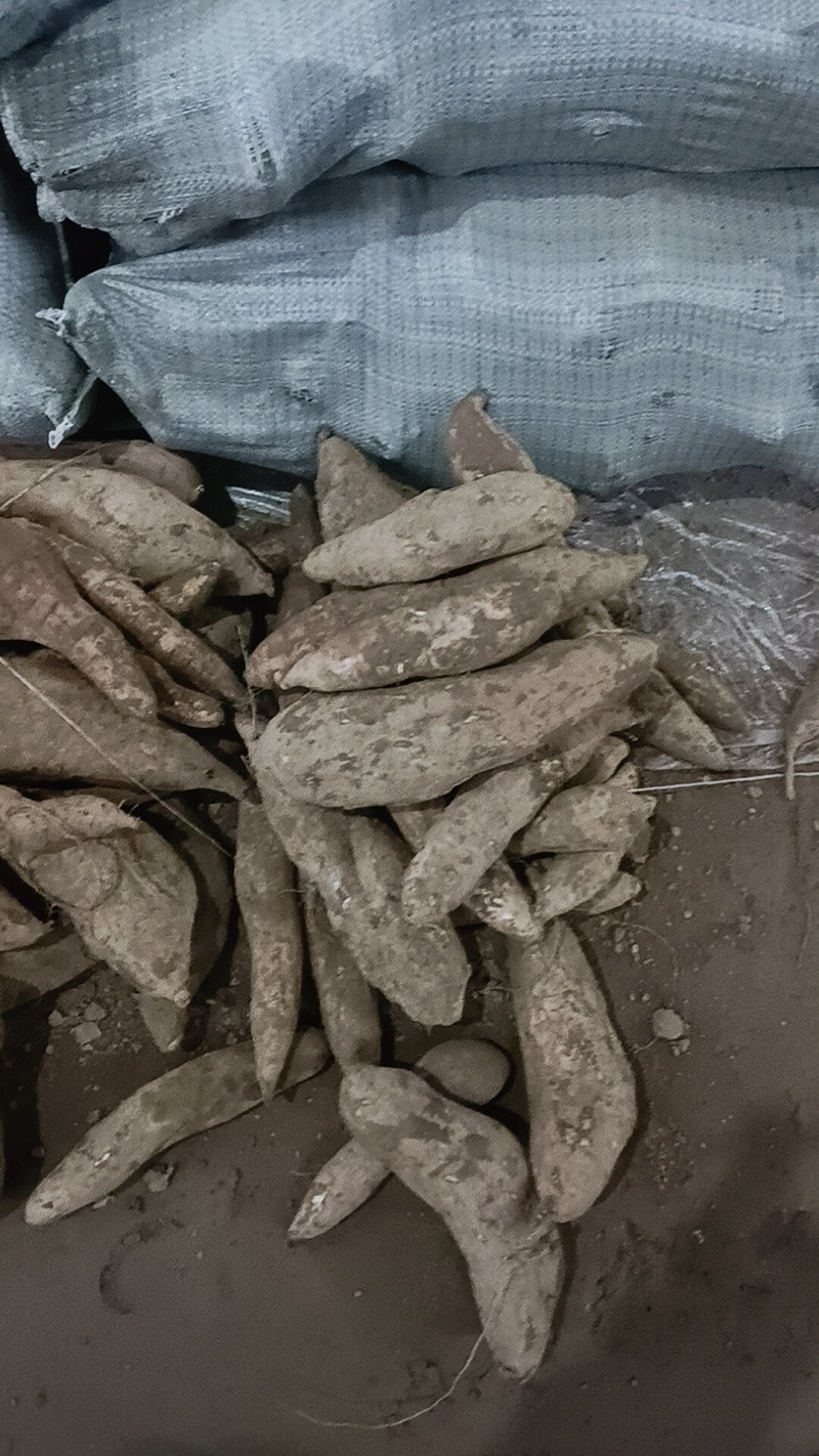 哈密红薯
