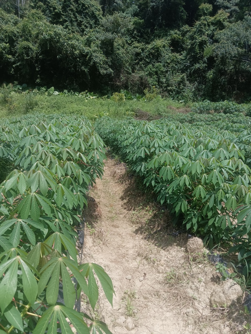 黄心木薯