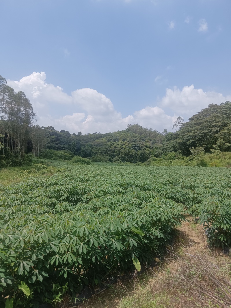 黄心木薯